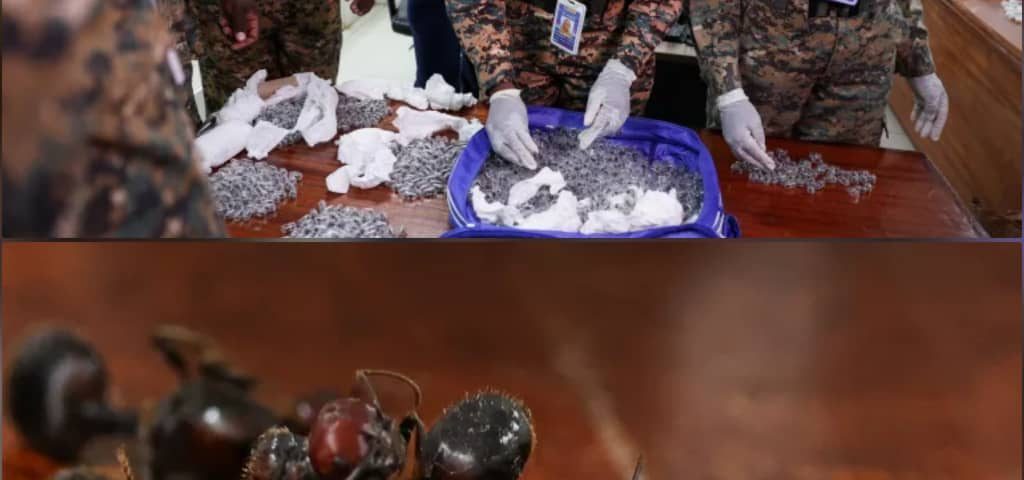 The strangest smuggling in the world