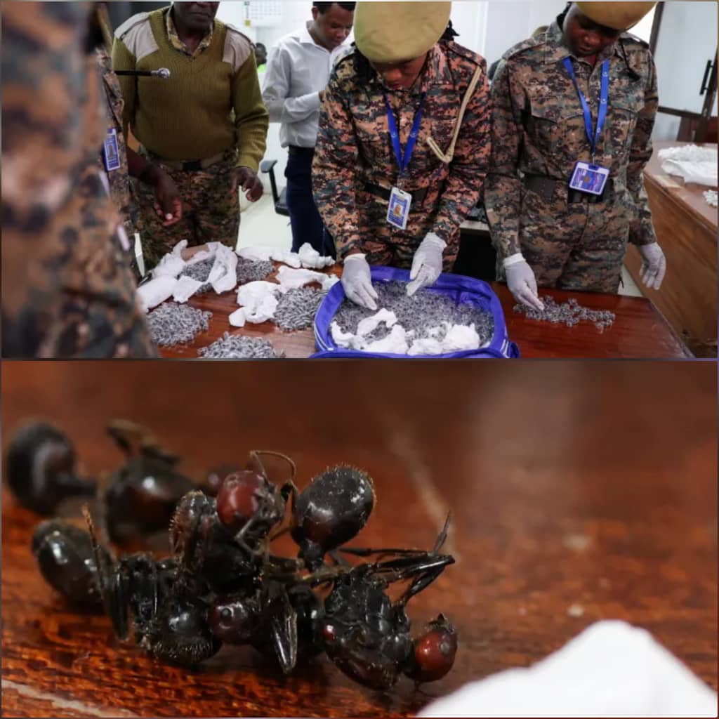 أغرب تهريب في العالم