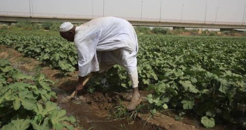A Sudanese Farmer on his farm